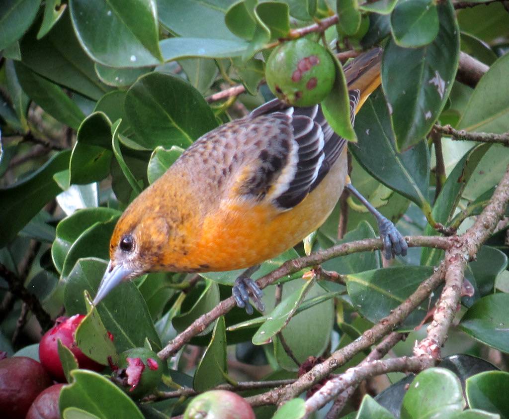 cterus galbula / Turpial de Baltimore / Baltimore Oriole ( female by felixú is licensed under CC BY-SA 2.0